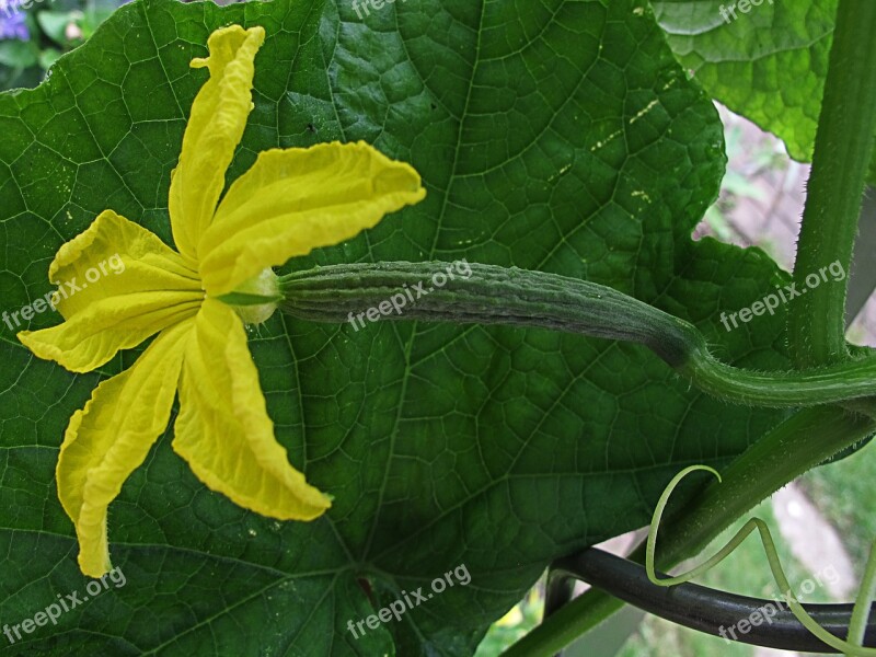 Garden Cucumber Cucumber Cucumber Blossom Kukumer Cucumis Sativus