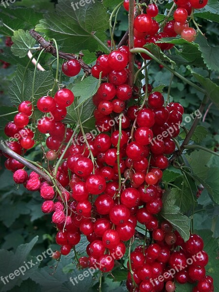 Currants Currant Berries Red Fruit