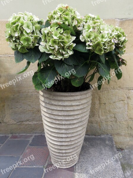 Hydrangea Flowerpot Flowers Bucket Ornamental Garden Plant