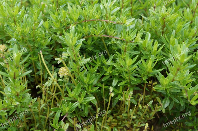 Thyme Herbs Culinary Herbs Plant Spice