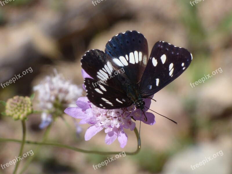 Butterfly Nymph Streams Limenitis Reducta Nimfa Mediterrània Wild Flower