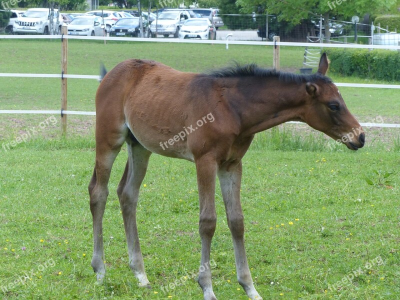 Foal Coupling Pasture Paddock Young Animals