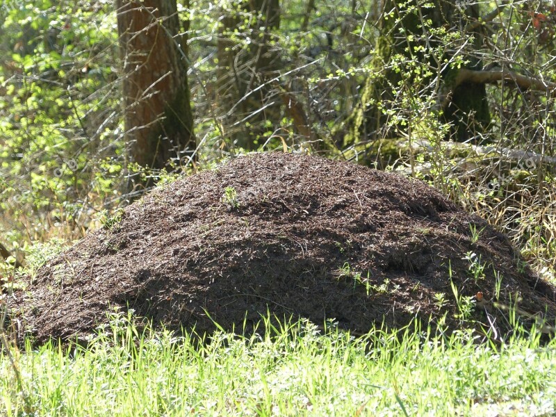 Ants Ant Hill Anthill Red Waldameisen Ant Population