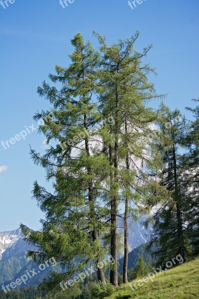 Nature Trees Larch Three Larches Three Trees