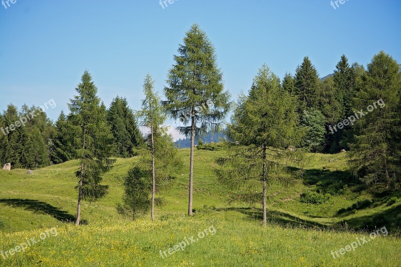 Landscape Trees Ways Natural Meadows Alpine Meadows