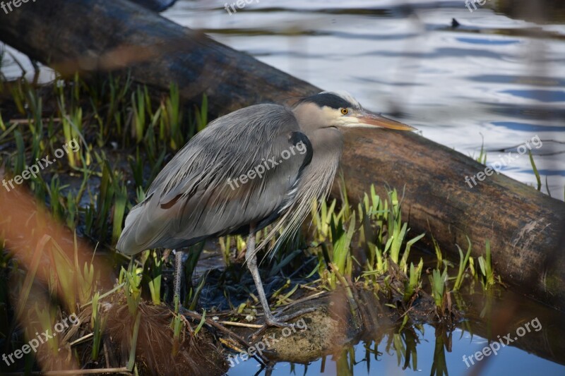 Pacific Great Blue Heron Heron Stanley Park Vancouver Wildlife