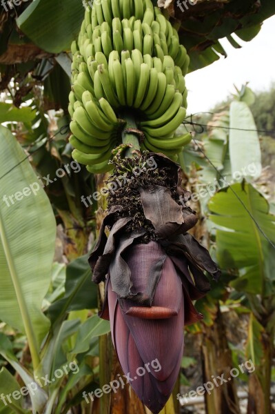 Banana Plantation Banana Cultivation Cultivation Banana Banana Plant