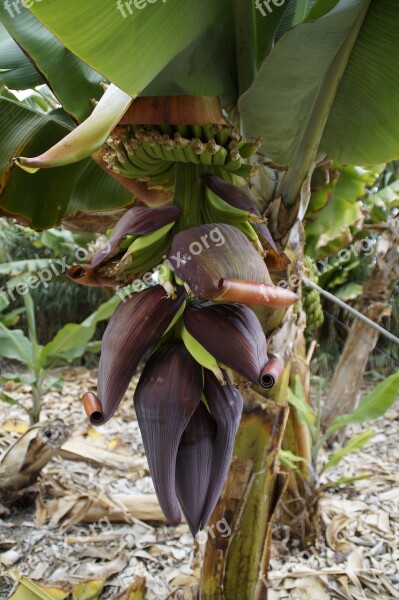 Banana Plantation Banana Cultivation Cultivation Banana Banana Plant