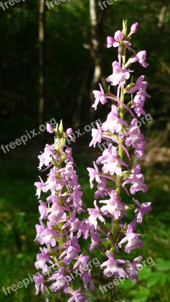 Mosquito-fragrant Orchid German Orchid Flowers Bright-pink Tall Plants Mountain Meadow