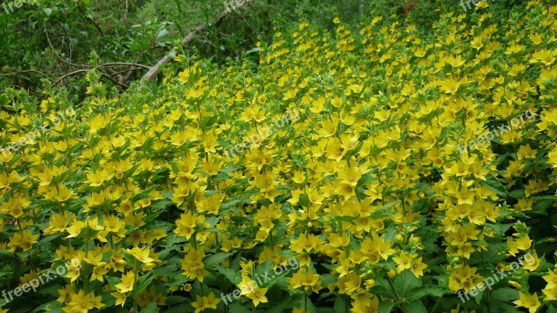 Inula Wild Gold Yellow Flowers Carpet Well Bright Wet Meadow