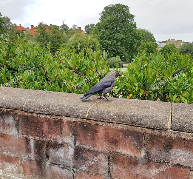 Crow Bird Member Of The Crow Family Corvus Cornix Free Photos