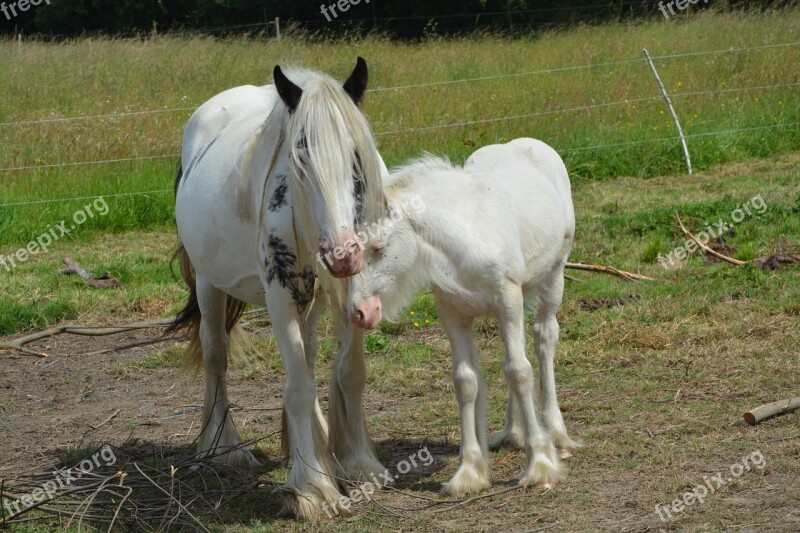 Mare Foal Mom Baby Horse