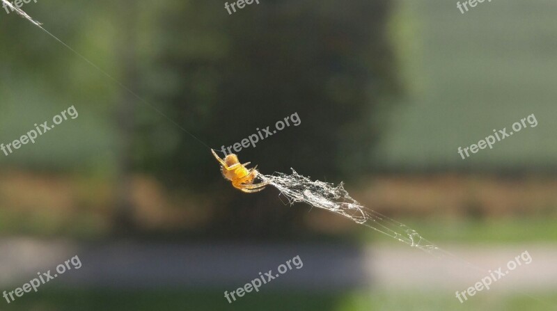 Spider Cobweb Window Nature Animal