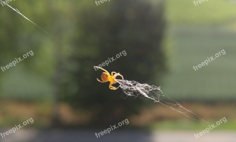 Spider Cobweb Window Nature Animal