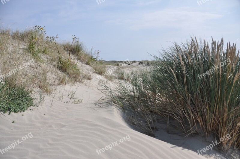 Sand Dunes Marram Grass Summer Sun