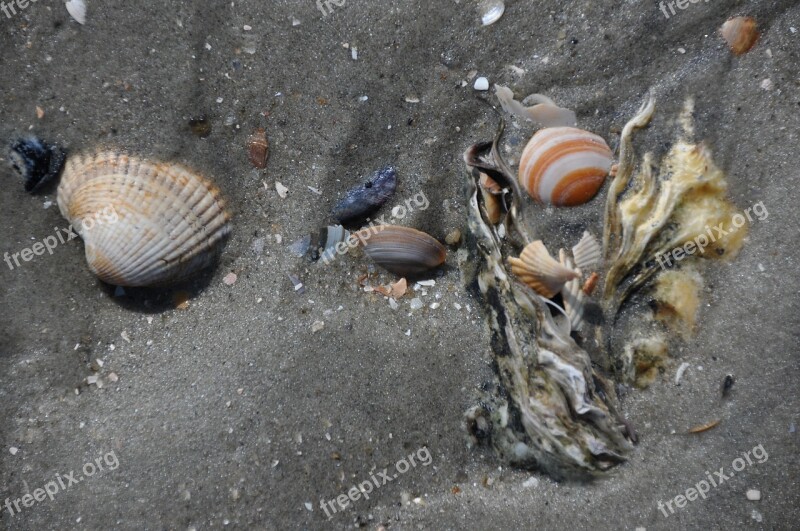 Mussels Sand Watts Wadden Sea Ebb