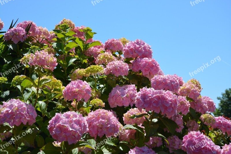 Hydrangeas Flowers Pink Nature Summer