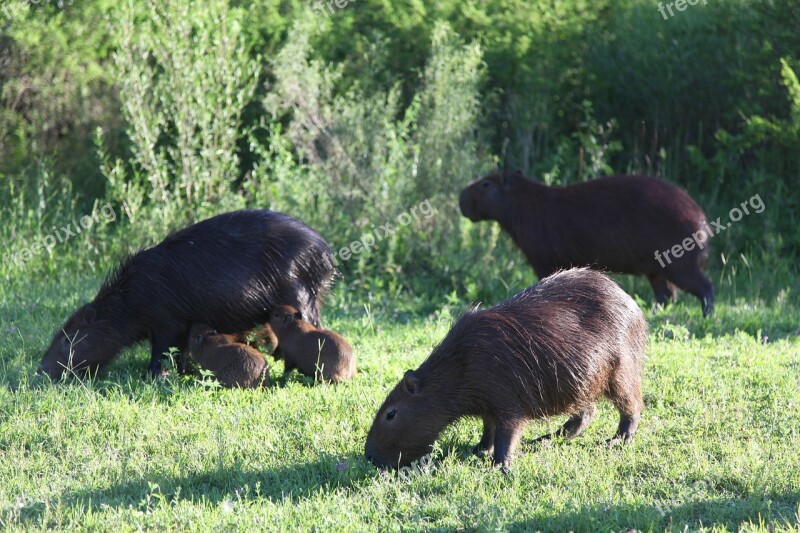 Capybara Wild Life Animals Argentine Nature Wild Animals