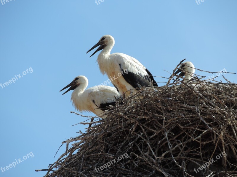 Stork Bird White Animal Nature