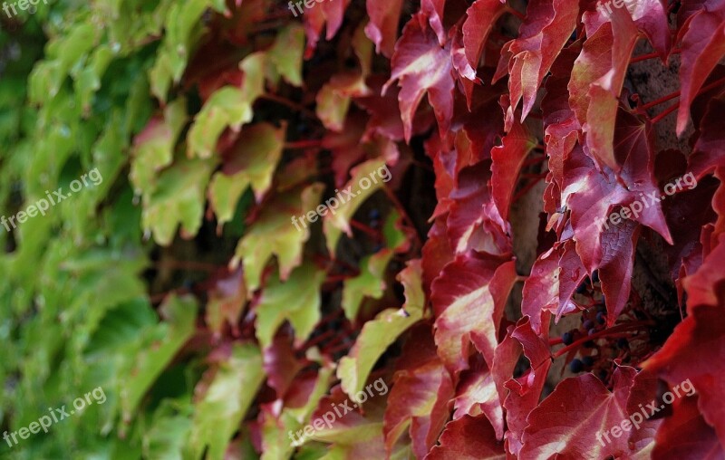 Ivy Shade Creeper Leaves Free Photos