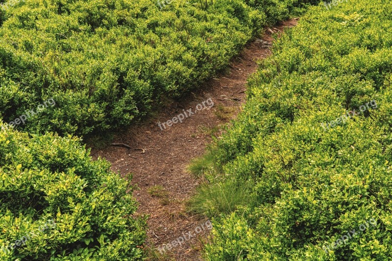 Away Trail Nature Path Devoured