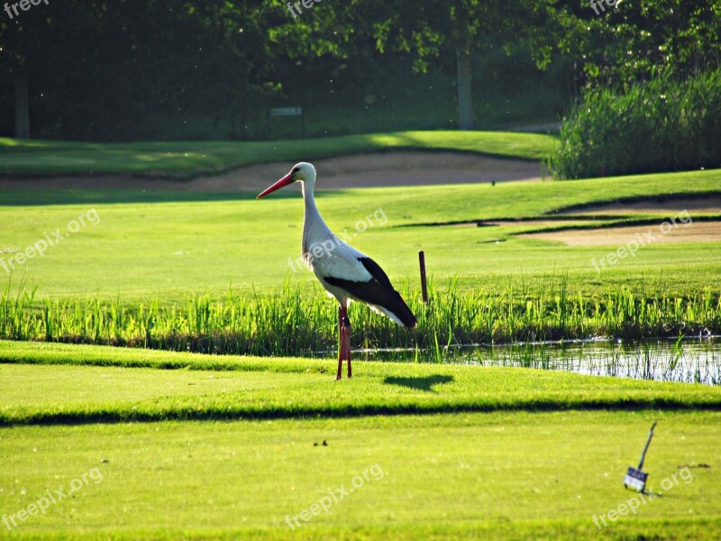 Stork Green Bird Field White