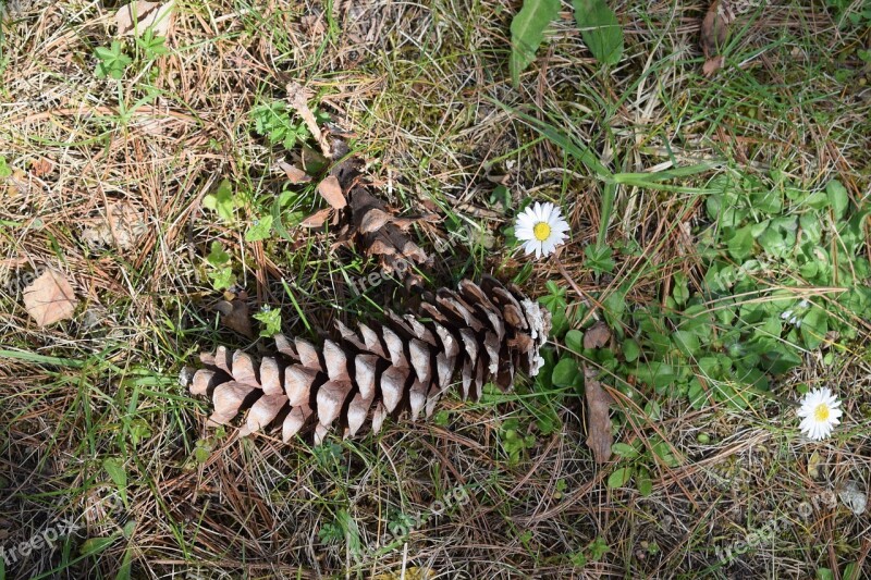 Cone Flower Undergrowth Forest Nature