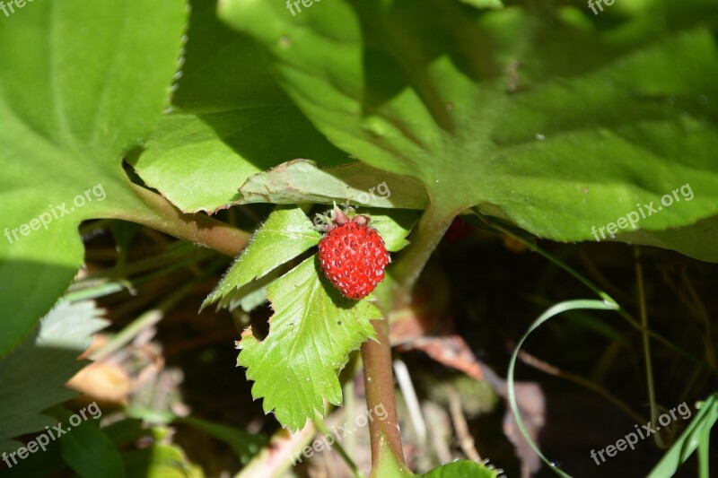 Strawberry Fruit Nature Red Gluttony