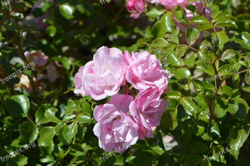 Pink Rosebush Garden Flower Petals