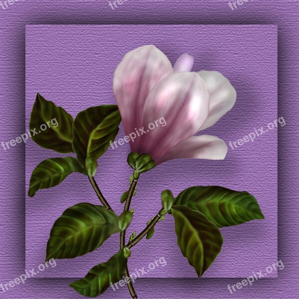 Magnolia Flower Photoshop Blossom Bloom