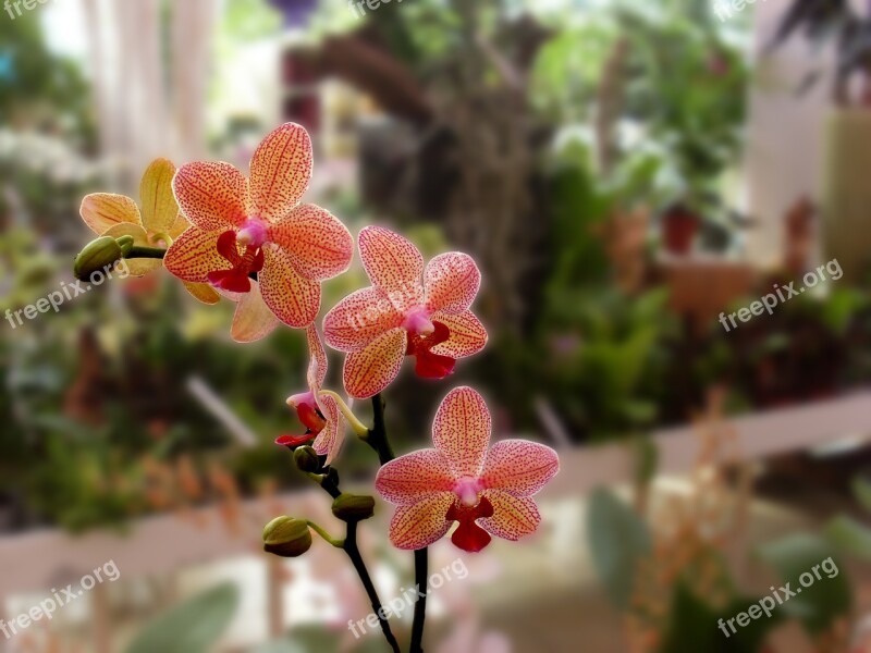 Orchid Flower Plant Photoshop Nature