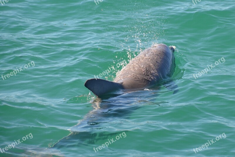 Dolphin Mammal Sea Ocean Marine