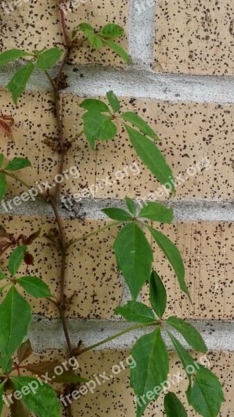 Vine Leaves Leafy Over Grown Wall