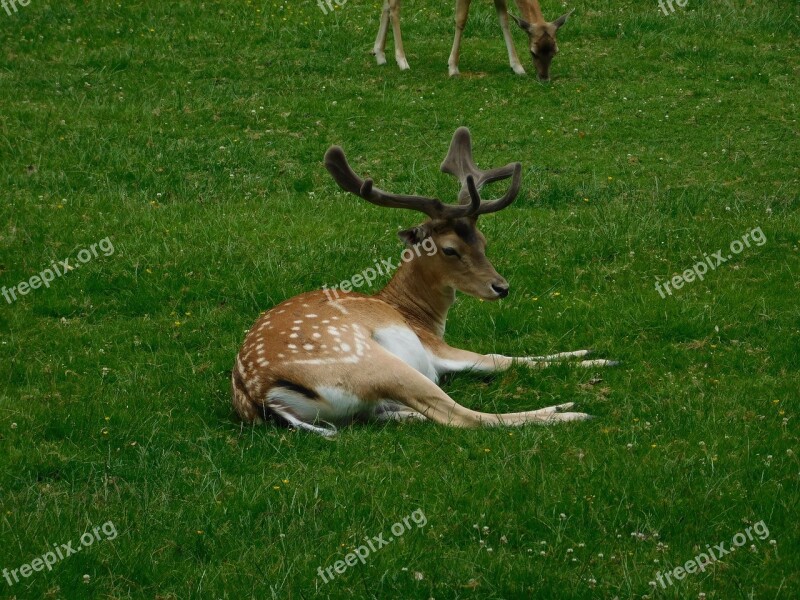 Hirsch Roe Deer Oberursel Hesse Free Photos