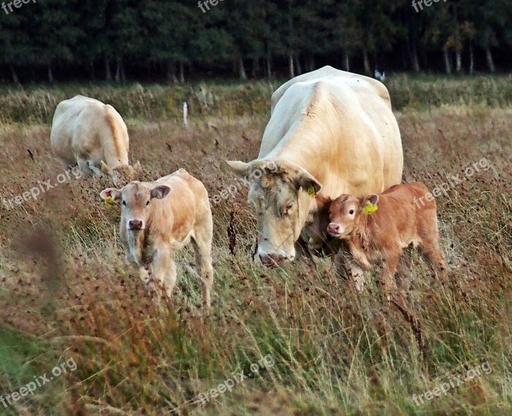 Cows Countryside Summer Meadow Halland Calves