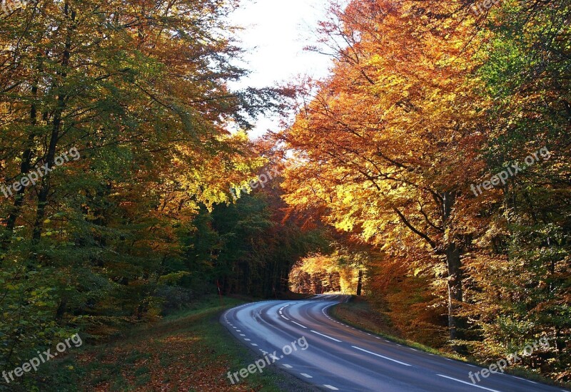 Autumn Höstväg Road Colors Forest Road