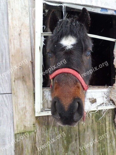 Horse Barn Country Farm Rural