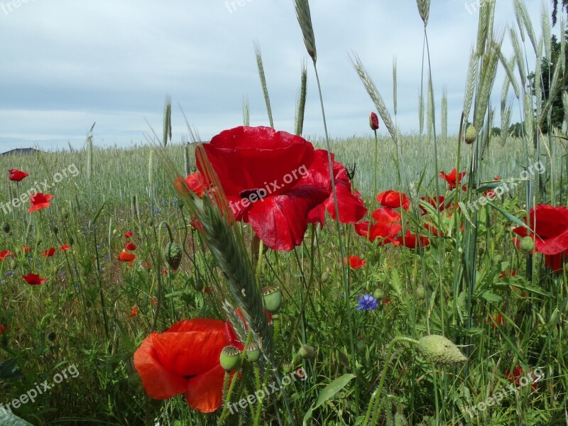 Poppy Field Flower Red Red Flowers