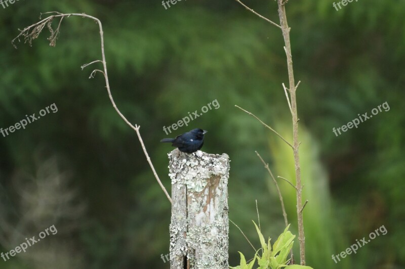 Nature Birds Guatica Colombia Free Photos