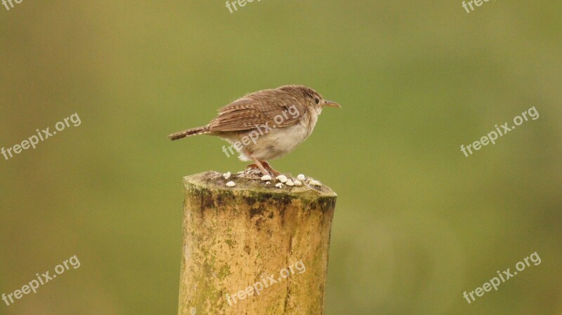 Nature Birds Guatica Colombia Free Photos