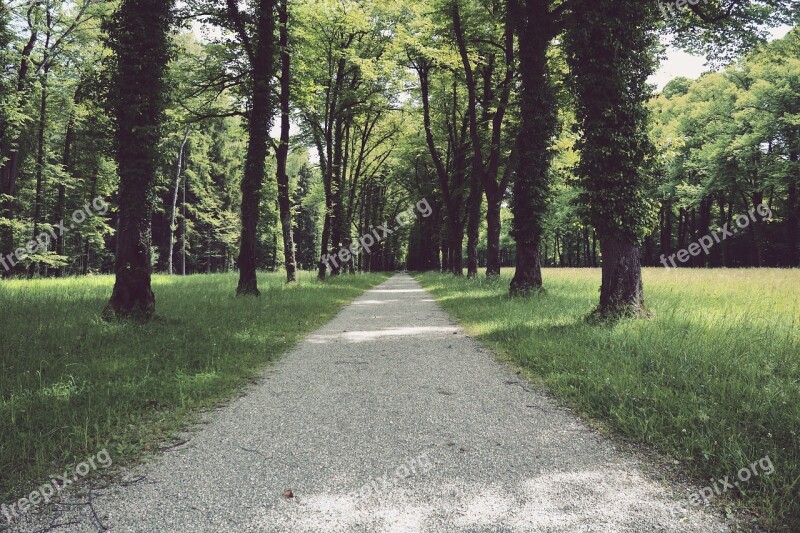 Away Avenue Trees Nature Infinite