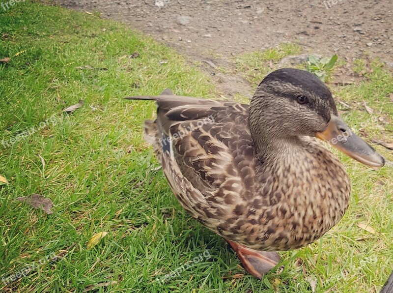 Duck And Mallard Bird Animals