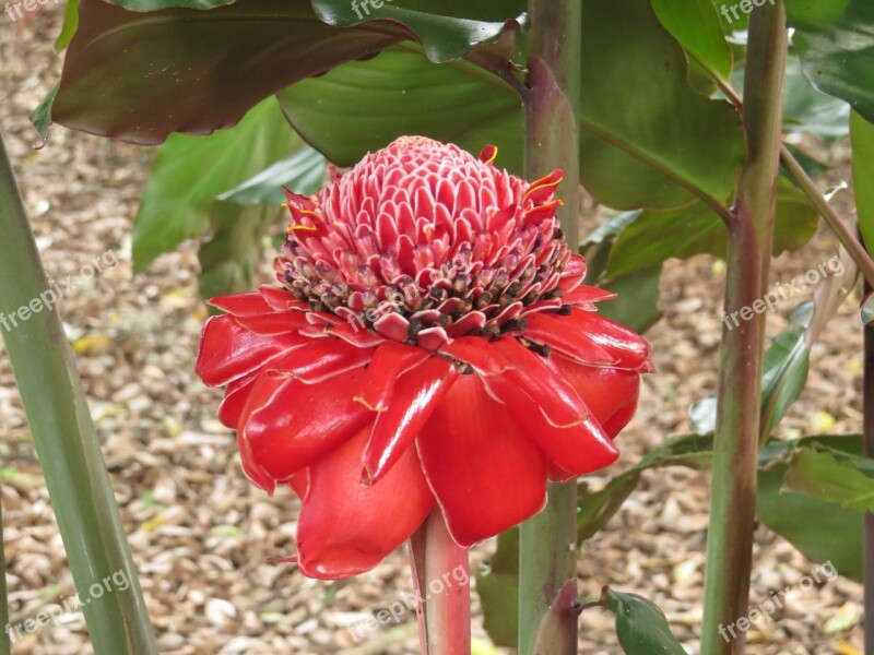 Stick Of Bishop Heliconia Armenia