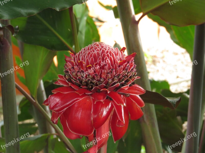 Stick Of Bishop Heliconia Armenia