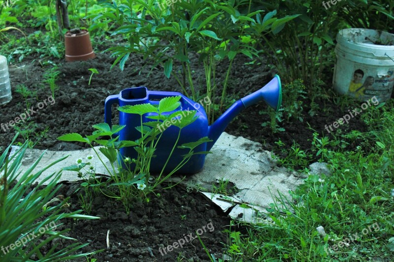 Watering Can Wild Strawberry Grass Garden Nature