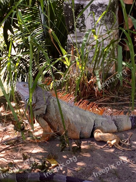 Iguana Mexico Puerto Vallarta Free Photos