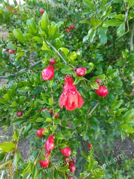 Pomegranate Plant Shrub Greens Nature