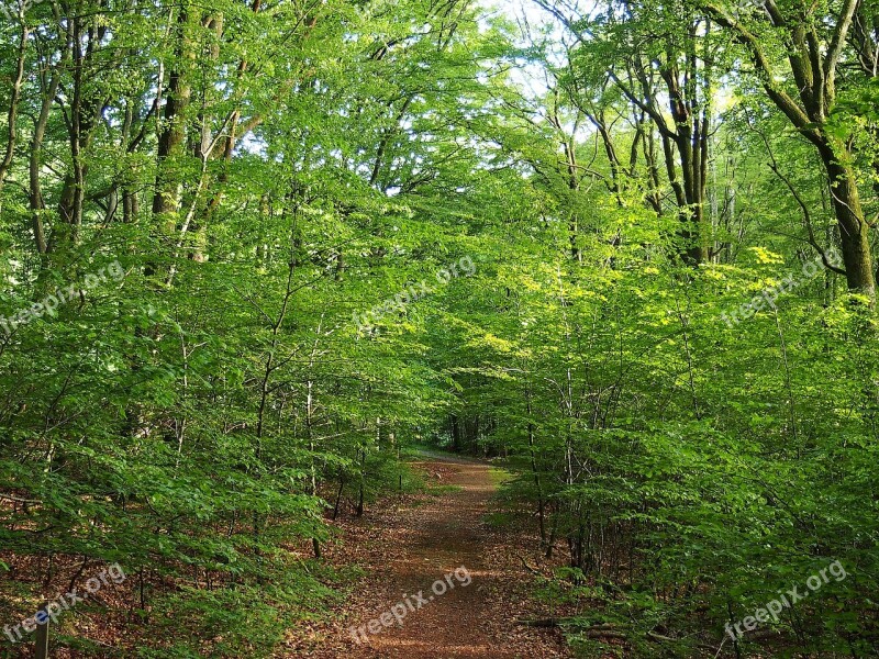 Deciduous Forest Nature Green Forest Summer