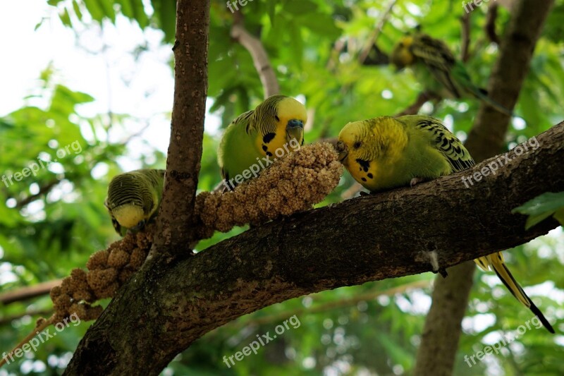 Budgie Bird Parakeet Animals Ziervogel