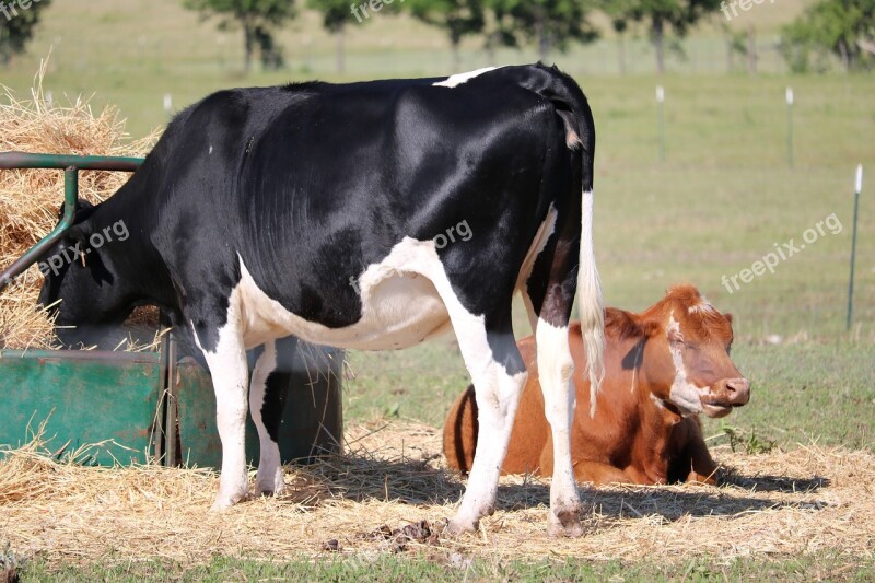 Cows Pasture Farm Cattle Countryside